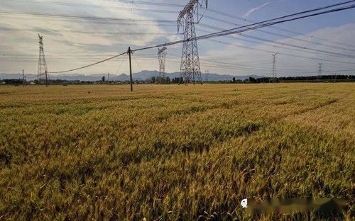 我國農作物良種覆蓋率超96%，自主選育品種面積占比超95%，水果種植業蓬勃發展