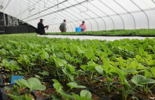 太空出差半年的農作物種子回家了，航天育種有何不同？