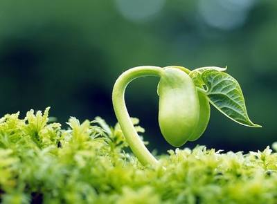 農(nóng)作物生長(zhǎng)的五大關(guān)鍵條件