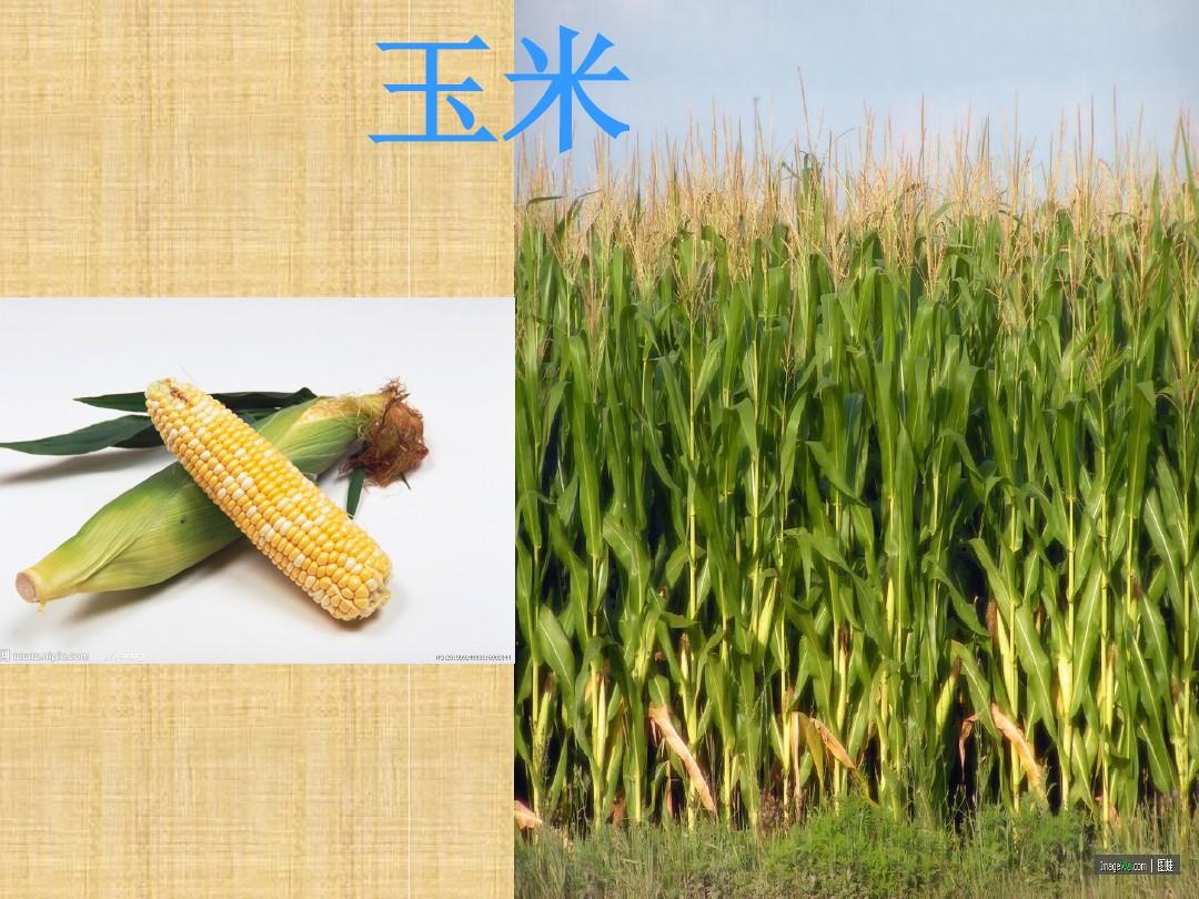 金秋豐收 農(nóng)作物與水果的華彩樂章