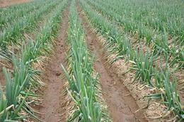 精選優(yōu)質(zhì)農(nóng)作物種苗批發(fā) 尋找可靠的蔬菜種子與種苗貨源指南